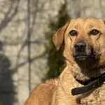 Pies do adopcji, Pieczyska, 8 kwietnia 2026