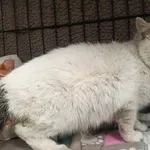 Znaleziono kota, Toruń, 7 kwietnia 2026