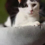 Oddam kota, Gronity, 9 kwietnia 2026