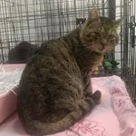 Znaleziono kota, Toruń, 6 kwietnia 2026