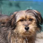 Pies do adopcji, Nowy Dwór Mazowiecki, 10 kwietnia 2026