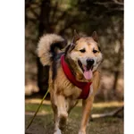 Znaleziono psa, Białystok, 28 lutego 2026