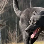 Pies do adopcji, Pieczyska, 9 kwietnia 2026