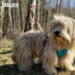 Pies do adopcji, Rytlów, 9 kwietnia 2026