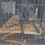 Znaleziono psa, Sosnowiec, 6 kwietnia 2026