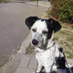 Znaleziono psa, Łódź, 10 kwietnia 2026