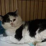 Znaleziono kota, Chojnice, 8 kwietnia 2026