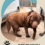 Znaleziono psa, Dąbrówka, 6 kwietnia 2026