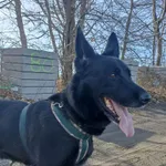 Znaleziono psa, Chojnice, 13 marca 2026