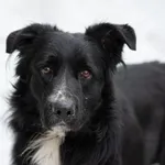 Pies do adopcji, Nowodwór, 8 kwietnia 2026