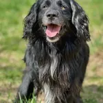 Pies do adopcji, Bydgoszcz, 10 kwietnia 2026