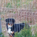 Znaleziono psa, Łódź, 10 kwietnia 2026