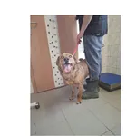 Znaleziono psa, Białystok, 28 lutego 2026