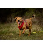 Znaleziono psa, Białystok, 28 lutego 2026