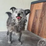 Znaleziono psa, Chełmek, 10 kwietnia 2026