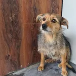 Znaleziono psa, Chełmek, 10 kwietnia 2026