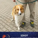 Znaleziono psa, Ciosny, 11 kwietnia 2026