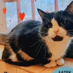 Kot do adopcji, Gdynia, 11 kwietnia 2026