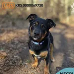 Pies do adopcji, Gdynia, 11 kwietnia 2026