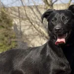 Pies do adopcji, Pieczyska, 10 kwietnia 2026