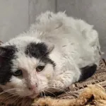 Znaleziono kota, Sosnowiec, 8 kwietnia 2026