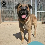 Znaleziono psa, Gdynia, 10 kwietnia 2026