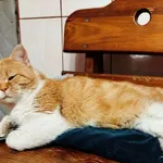 Zaginął kot, Korczowa, 11 kwietnia 2026