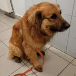 Znaleziono psa, Lublin, 10 kwietnia 2026