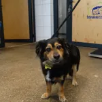 Znaleziono psa, Szczecin, 11 kwietnia 2026