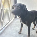 Znaleziono psa, Chełmek, 10 kwietnia 2026