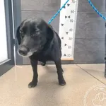 Znaleziono psa, Chełmek, 10 kwietnia 2026