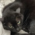 Kot do adopcji, Bełchatów, 18 stycznia 2021