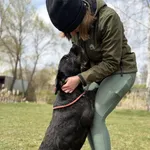 Pies do adopcji, Bełchatów, 21 marca 2026