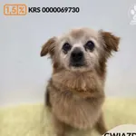 Pies do adopcji, Gdynia, 11 kwietnia 2026