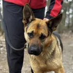 Jerry - towarzyski i aktywny