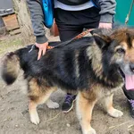 Tomi - olbrzym z wielkim sercem