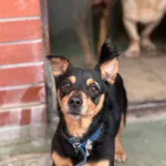 Pies do adopcji, Bydgoszcz, 12 kwietnia 2026