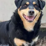 Pies do adopcji, Bydgoszcz, 9 maja 2026
