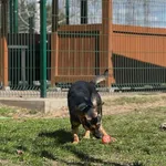 Pies do adopcji, Bydgoszcz, 12 kwietnia 2026