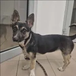 Znaleziono psa, Grudziądz, 12 kwietnia 2026