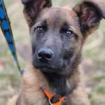 Oddam psa, Jaktorów, 12 kwietnia 2026