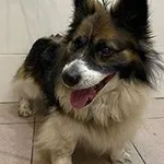 Znaleziono psa, Siedlce, 9 kwietnia 2026