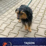 Znaleziono psa, Ciosny, 11 kwietnia 2026