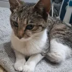 Znaleziono kota, Racławice, 6 kwietnia 2026