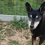 Znaleziono psa, Racławice, 10 kwietnia 2026