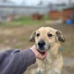 Pies do adopcji, Radom, 13 kwietnia 2026