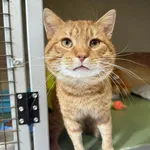 Znaleziono kota, Chojnice, 8 kwietnia 2026