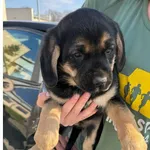 Znaleziono psa, Wrocław, 11 kwietnia 2026