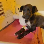 Znaleziono psa, Racławice, 11 kwietnia 2026