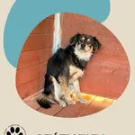 Znaleziono psa, Dąbrówka, 10 kwietnia 2026